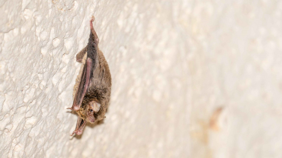 Sull'isola di Lampedusa scoperto pipistrello nordafricano