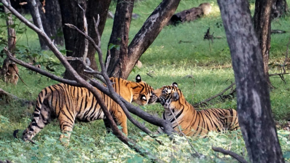 India investigates 'unnatural' death of five tigers