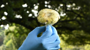 Un possible antidote &agrave; l'amanite phallo&iuml;de, le champignon le plus mortel au monde