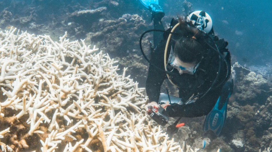 El blanqueamiento de corales bate récord tras récord
