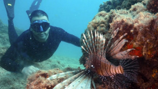 With waters at 32C, Mediterranean tropicalisation shifts into high gear