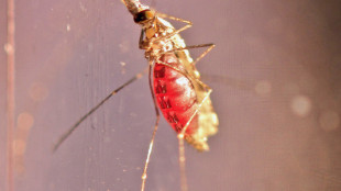 Iss, nel 2023 in Italia 798 casi di malaria tutti importati