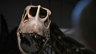 Southeast Asia's largest dinosaur identified in Thailand