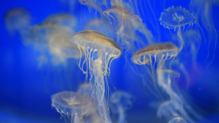 Biodiversit&eacute;: la France lance une vaste cartographie g&eacute;n&eacute;tique de son milieu marin 