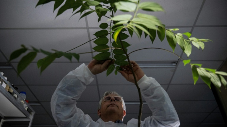 Du CBD sans marijuana: une plante fait planer l'espoir au Br&eacute;sil