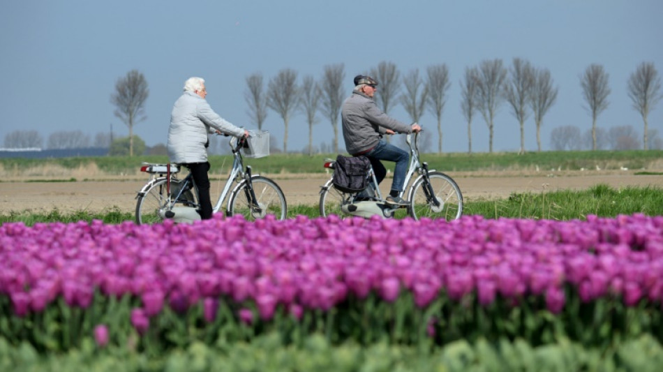 Dutch flower industry grasps thorny pesticide issue