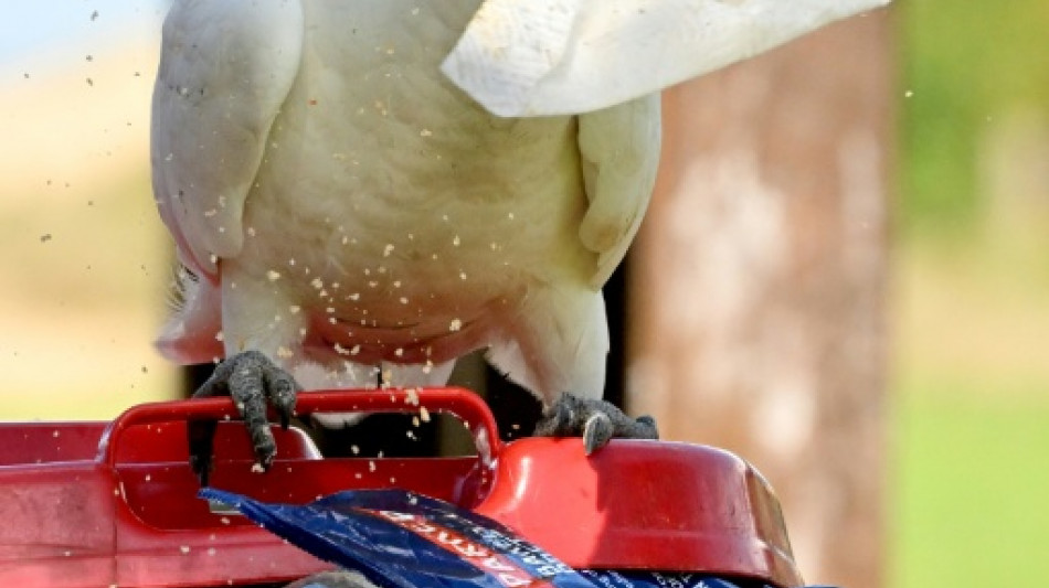 Cockatoos can bust a move: Australian research