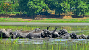 Inde: la population des éléphants s'est rétrécie d'un quart en huit ans