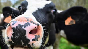 Regionalzug erfasst tr&auml;chtige Kuh in Nordrhein-Westfalen