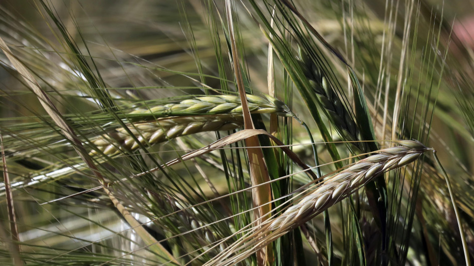 Masaf-Ismea, un piano per i giovani, si parte il 22 aprile con Generazione Terra