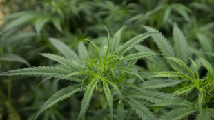 Cannabisplantage in Gelsenkirchen wegen piependen Feuermelders aufgeflogen