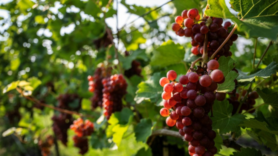 Kleinere Beeren und Regen im September: Weinernte geringer als geschätzt