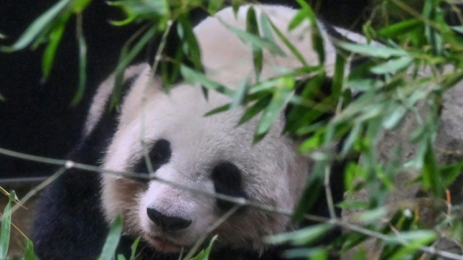 Plusieurs milliers de Japonais disent au revoir &agrave; deux pandas rejoignant la Chine