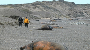 Investigan la muerte de cientos de ballenas en la Patagonia argentina