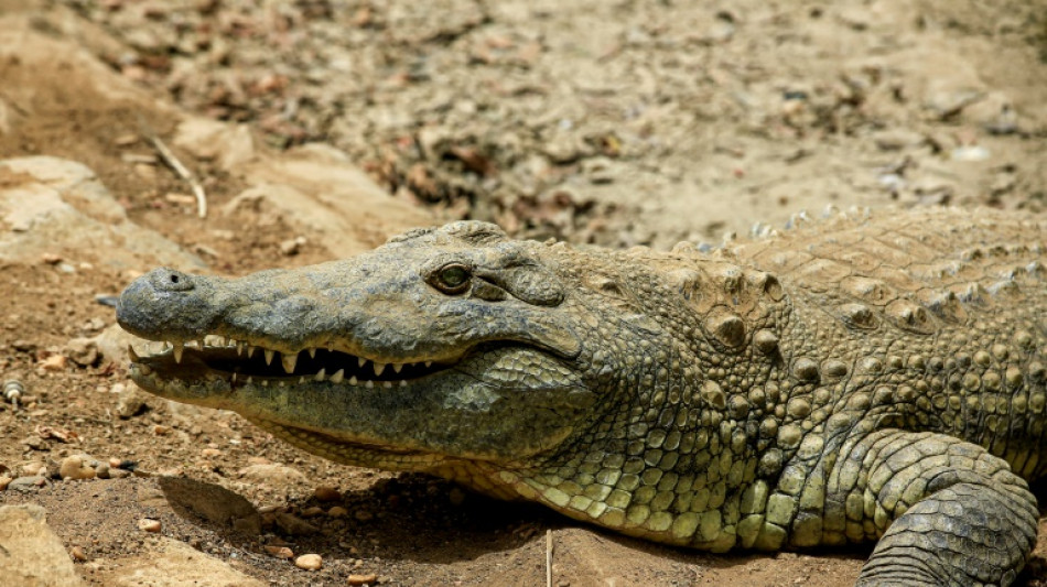 Les crocodiles capables de d&eacute;tecter la d&eacute;tresse des b&eacute;b&eacute;s humains, selon une &eacute;tude