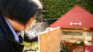 Backyard barnyard: rising egg prices prompt hen hires in US