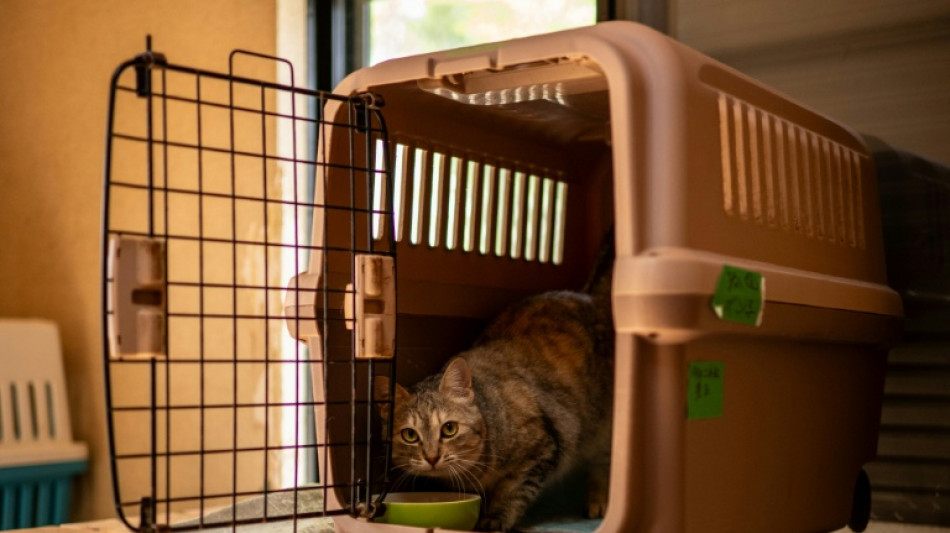 Startup japonesa busca aprobar tratamiento para la insuficiencia renal cr&oacute;nica en gatos