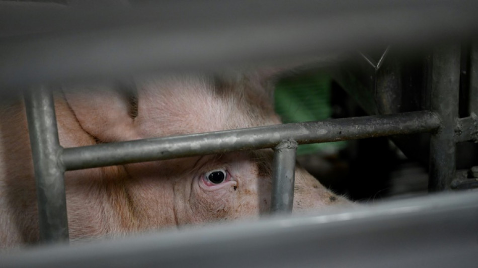 Enqu&ecirc;tes apr&egrave;s des plaintes de L214 sur des &eacute;levages porcins fournissant E.Leclerc