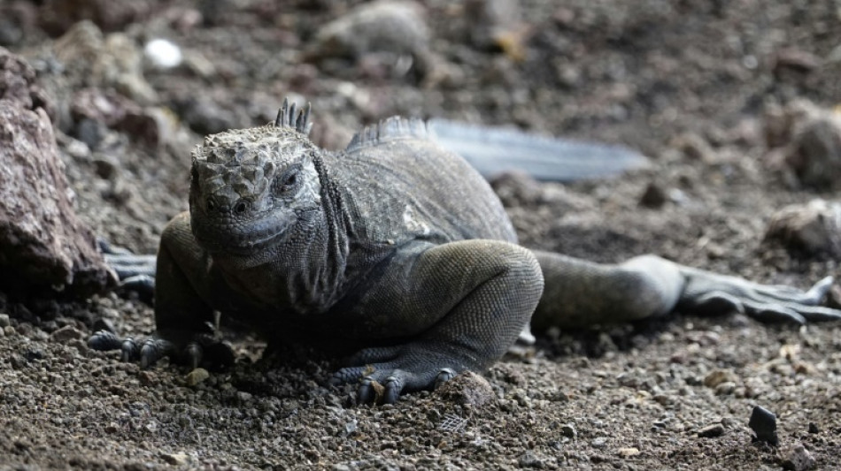 Gal&aacute;pagos-Landleguan breitet sich nach einem Jahrhundert wieder auf Insel Santiago aus