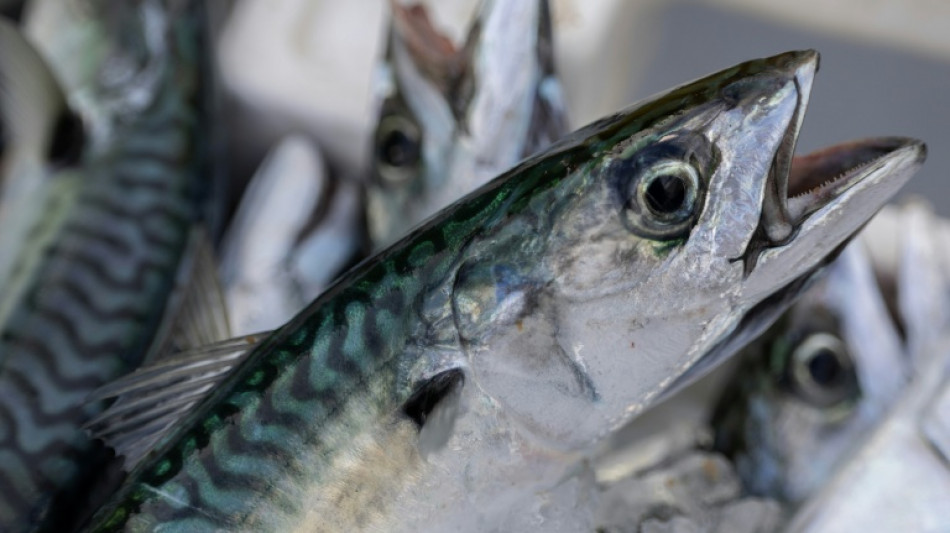 UK supermarket suspends mackerel sales in 'stand against overfishing'