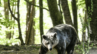 Mueren en Grecia tres osos en dos d&iacute;as y ONG denuncian la inacci&oacute;n de las autoridades