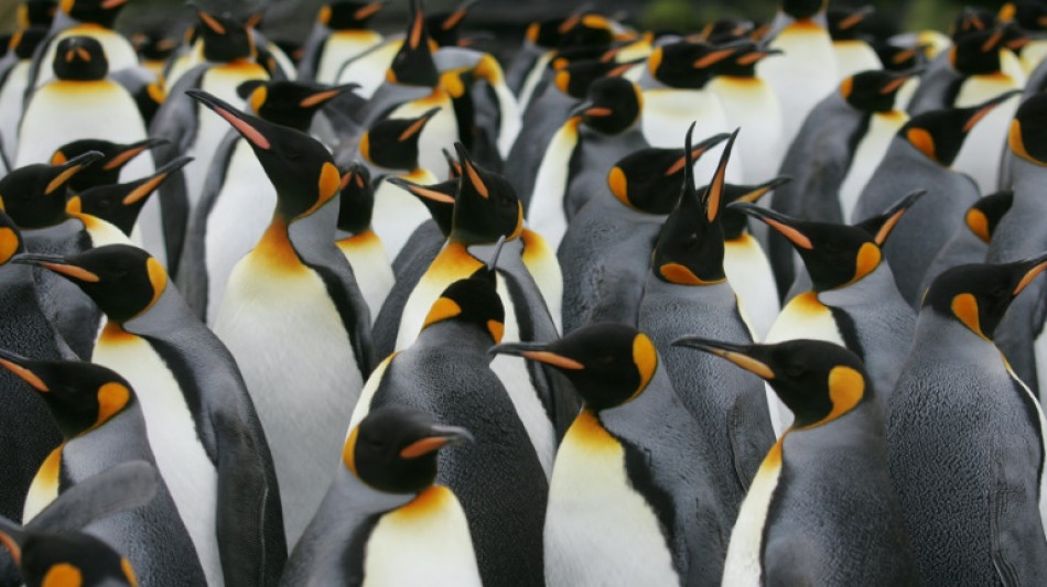 Antarktische Kaiserpinguine schwimmen weiter nach Norden als angenommen