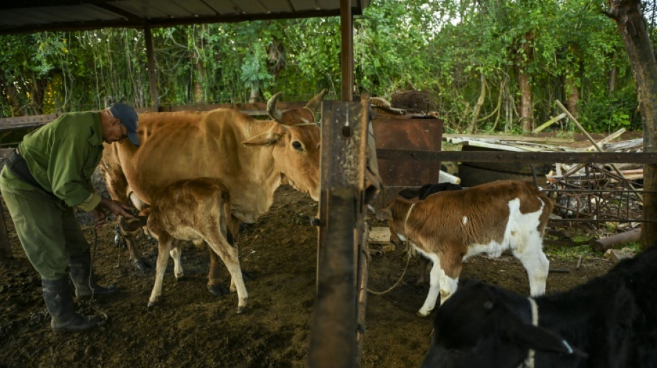 El intrincado viaje de la leche a Cuba bajo el embargo de EEUU