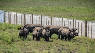 Ruanda acoge a 70 rinocerontes blancos reubicados desde Sudáfrica