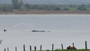 Wal-Rettung: Tier "freigesp&uuml;lt" - aber kein Transport am Samstag