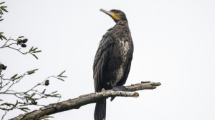 Le tir et l'effarouchement des cormorans &agrave; nouveau autoris&eacute;s sur certains cours d'eau