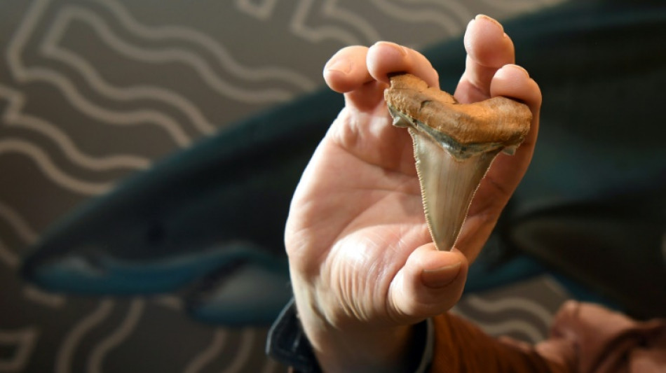 ¿Le duelen los dientes? Podría deberse a un pez de hace 500 millones de años