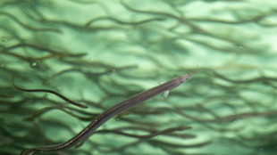 Welt-Artenschutzkonferenz: Forderung nach neuen Schutzmaßnahmen für Aale abgelehnt