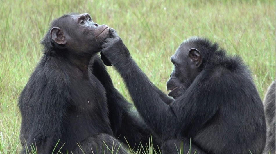 Tratar heridas con insectos, un extraño hábito de los chimpancés de Gabón
