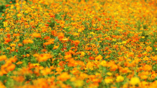 C'&egrave; un circuito genetico che lega i fiori a luce e temperatura