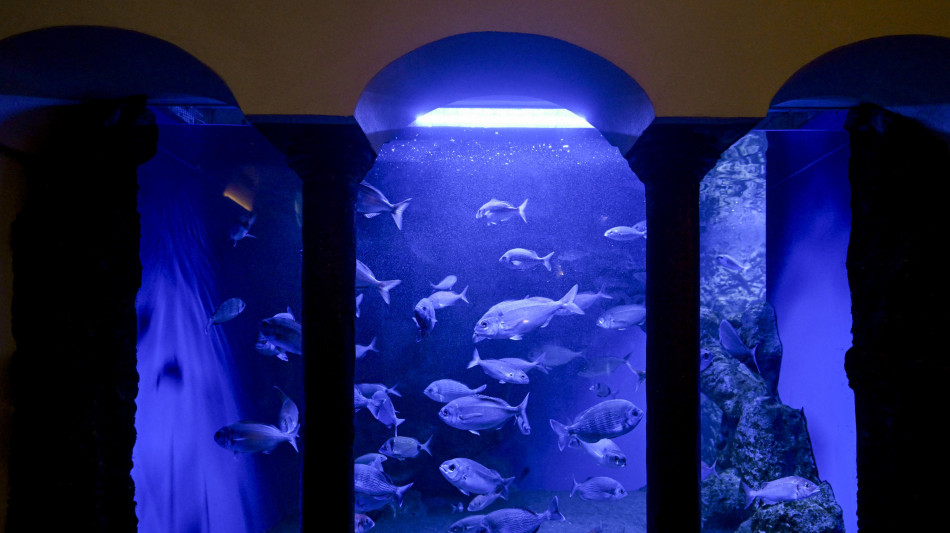 Stazione zoologica Dohrn lancia podcast su biodiversit&agrave; marina