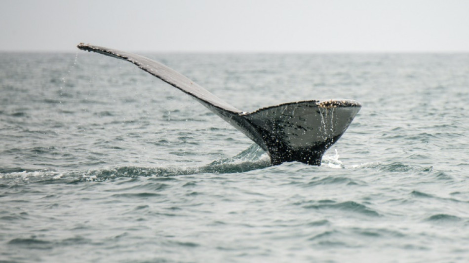 Z&ouml;llner in Mannheim finden Walfleisch in Postsendung aus Norwegen