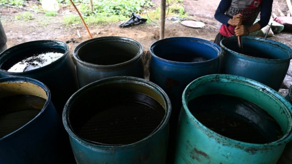 Producci&oacute;n de coca&iacute;na en Colombia alcanza r&eacute;cord hist&oacute;rico con aumento de 53% en 2023