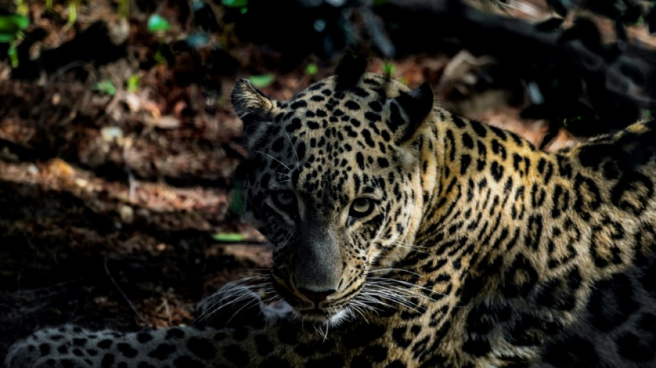 Avistan un leopardo persa, en peligro de extinci&oacute;n, en Kazajist&aacute;n