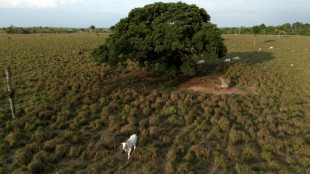 Br&eacute;sil: la for&ecirc;t amazonienne amput&eacute;e d'une surface &eacute;quivalente &agrave; l'Espagne en 40 ans