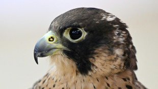 Vergiftete streng gesch&uuml;tzte Wanderfalken auf Fernsehturm in M&uuml;nster entdeckt