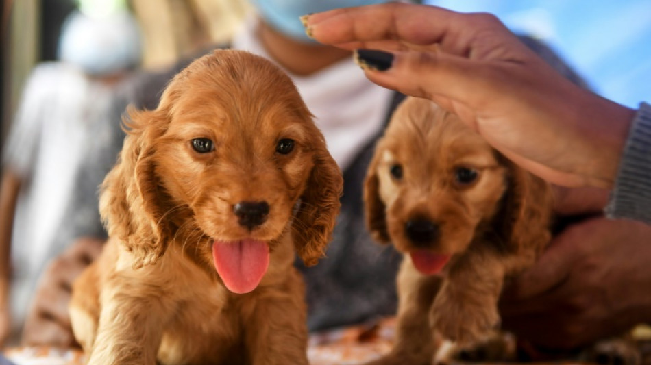 Bundesrat dringt auf Ma&szlig;nahmen gegen illegalen Welpenhandel 