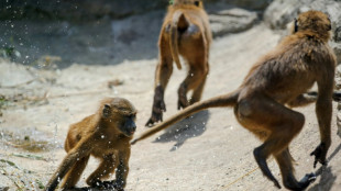 Tiersch&uuml;tzer dringen wegen geplanter T&ouml;tung von Pavianen in N&uuml;rnberger Tiergarten vor