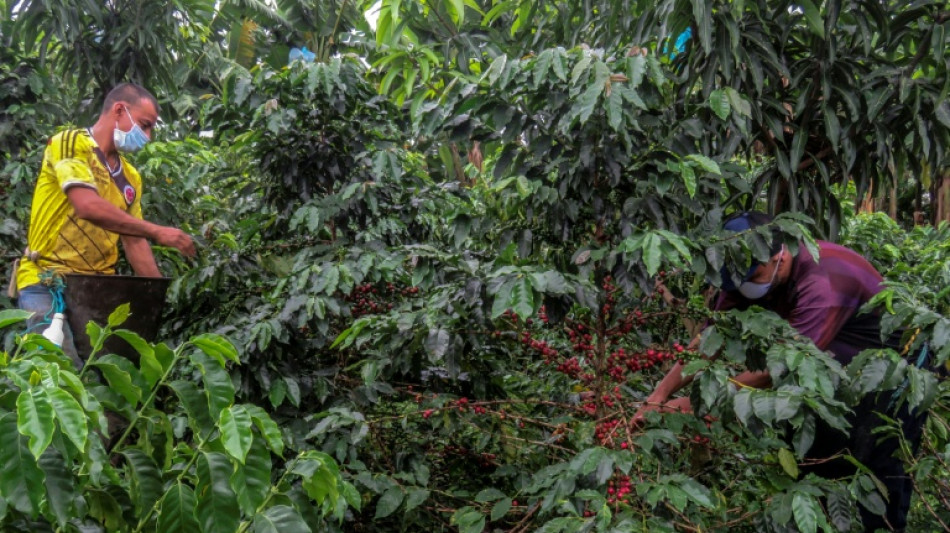 Moins de droits de douane sur le café et les bananes ? Washington semble y songer