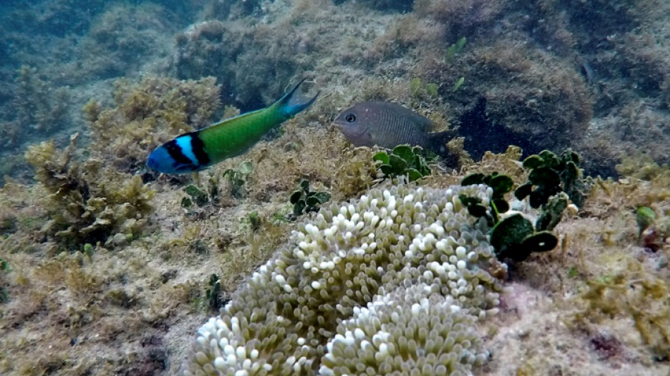 Cara&iuml;bes: les r&eacute;cifs coralliens r&eacute;duits de moiti&eacute; depuis 1980, selon un rapport