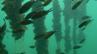 Dopo il caldo e le mucillagini, in Adriatico &egrave; moria di mitili