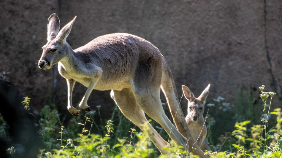 I canguri giganti potevano saltare, anche se pesavano 250 chili