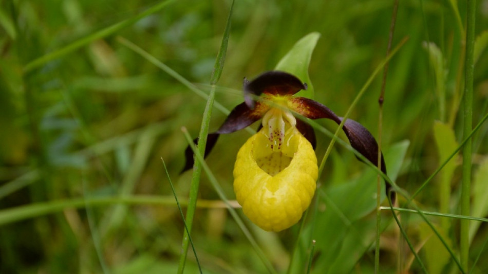 Royaume-Uni: une orchid&eacute;e rare observ&eacute;e pour la premi&egrave;re fois &agrave; l'&eacute;tat sauvage depuis 100 ans