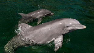 Una joven ecologista española pide al Parlamento prohibir los delfinarios