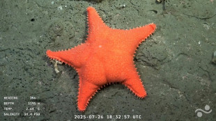 Patrick Star and 'Drag Queen' crab: underwater robot live stream captivates Argentines