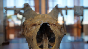 Al Museo delle Civiltà una mostra 'multi-specie' dell'Ispra